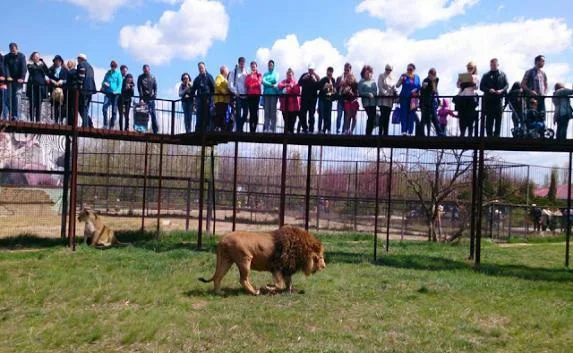 В «Тайгане» открыли сезон и выпустили львов (фото)