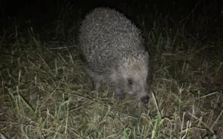 В Симферополе из-за свалок появились агрессивные ежи (видео)