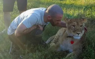 Скандальная львица Легенда поселилась в «Тайгане» (видео)