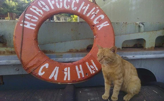 Усатый Боцман из Севастополя добрался до Сирии на военных судах