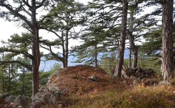 Более 230 тысяч гектаров крымских лесов поставят на кадастровый учёт