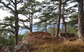 Более 230 тысяч гектаров крымских лесов поставят на кадастровый учёт