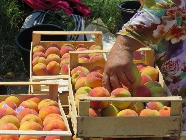 На рынках Севастополя египетские персики выдают за крымские (видео)