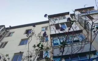 Уникальное природное явление в Севастополе: в городе зацвела сирень 