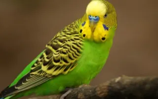 Пограничники не пустили в Крым попугая с подозрением на птичий грипп 