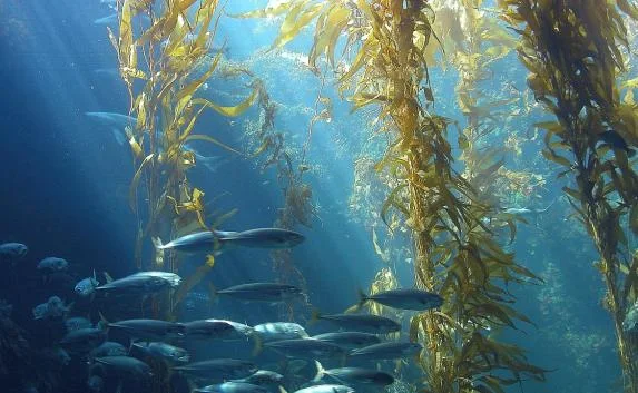 Экологическая ситуация в море у Крыма близка к катастрофической