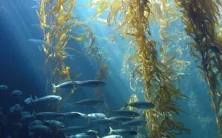 Экологическая ситуация в море у Крыма близка к катастрофической