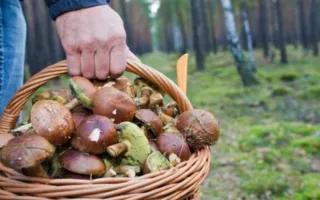 Грибной сезон открыт: советы от МЧС как вести себя в лесу
