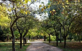 В Гагаринском парке Симферополя восстанавливают реликтовую зону (фото)