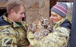 Пополнение в «Тайгане»: на свет появились 6 амурских тигрят (фото, видео) 