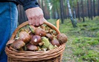 Пожилого грибника спасли в крымском лесу