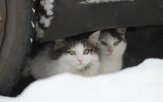 Для бездомных животных откроют подвалы по требованию Госдумы