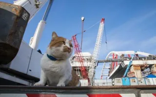 Кот Мостик готовится пройти в Крым по мосту через Керченский пролив (фото)
