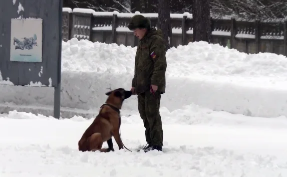 «Меньшие братья» из Минобороны поздравили россиян с Новым годом (видео)