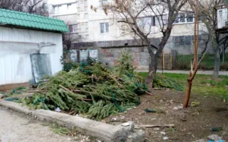 «Новогодняя трагедия»: севастопольские торговцы выбрасывают непроданные елки (фото)