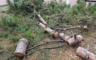 В Крыму на супругов завели уголовные дела за кражу хвойных деревьев