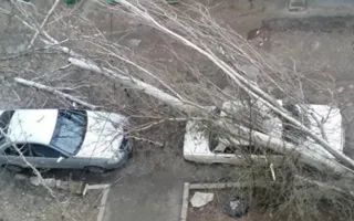 Сильный ветер в Крыму мешает работе Керченской переправы и валит деревья