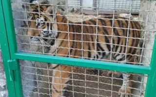Тигренок Алтай переедет в новый «дом» с теплыми полами 