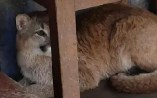 Керченские полицейские пытались выгнать пуму из-под стола (фото)