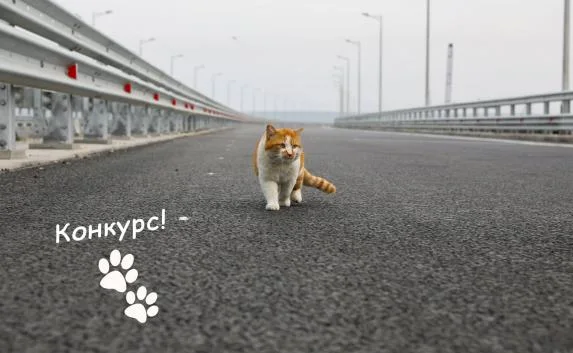 Длину Крымского моста измерят «в котиках»