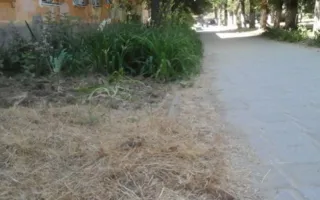 Скошенная трава атакует жителей микрорайона Аршинцево в Керчи (фото)