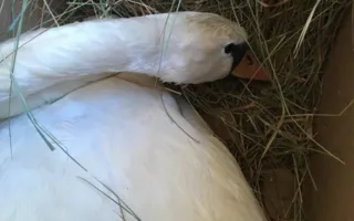 На границе Крыма задержали лебедя без документов