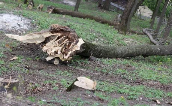 Ураган в Барнауле и кокаиновая рыба — новости мира 24 июня