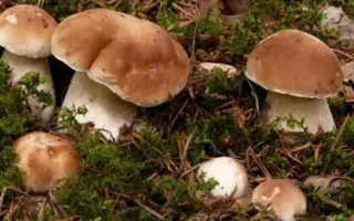 15 человек отравились грибами в симферопольском монастыре