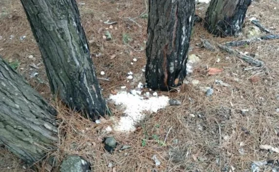 Краснокнижные сосны в Севастополе уничтожают неизвестным веществом (фото)