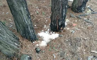 Краснокнижные сосны в Севастополе уничтожают неизвестным веществом (фото)