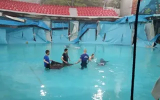 В дельфинарии Алушты МЧС спасли двух дельфинов из лопнувшего бассейна (фото)