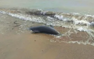 Морские биологи Крыма бьют тревогу из-за массовой гибели дельфинов