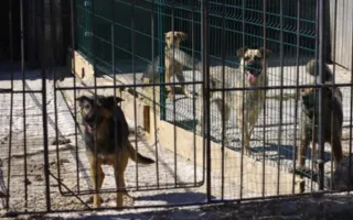 В Казачьей бухте снова отстреливают бродячих собак