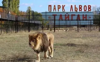 В «Тайгане» запретили прогулки со львами