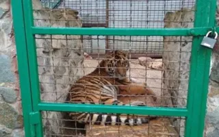 В Детском парке Симферополя погиб амурский тигр