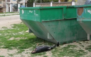 Сотрудники Учкуевского пляжа выбрасывают трупы дельфинов в мусорки (фото)
