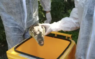 Совсем не слезы: в симферопольском дворе нашли крокодильи головы (фото)