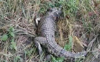 Возле школы в Симферополе нашли живого крокодила (фото)