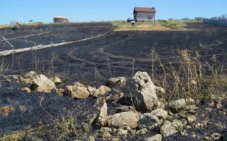 В Учкуевке сгорело лавандовое поле (видео, фото)