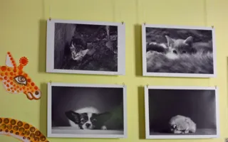 Севастопольские фотографы обратили свои объективы на братьев наших меньших
