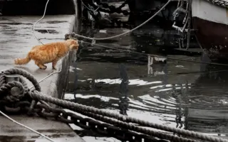 Севастопольские фотографы обратили свои объективы на братьев наших меньших