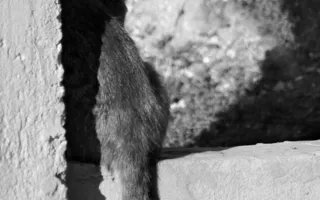 Севастопольские фотографы обратили свои объективы на братьев наших меньших