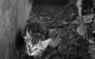 Севастопольские фотографы обратили свои объективы на братьев наших меньших