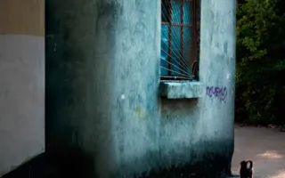 Севастопольские фотографы обратили свои объективы на братьев наших меньших