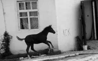 Севастопольские фотографы обратили свои объективы на братьев наших меньших