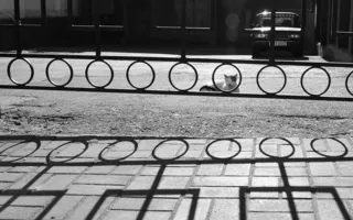 Севастопольские фотографы обратили свои объективы на братьев наших меньших