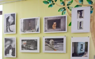 Севастопольские фотографы обратили свои объективы на братьев наших меньших