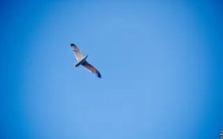 22 июня на Графской пристани в Севастополе запускали кораблики мечты