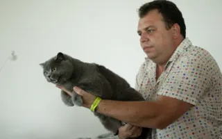 Выставка кошек в Севастополе собрала любителей и заводчиков «усатых и полосатых». Первый день
