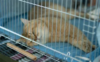 Выставка кошек в Севастополе собрала любителей и заводчиков «усатых и полосатых». Первый день